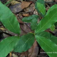 Lepisanthes tetraphylla var. trichocarpa (Thwaites) Wadhwa & Meijer